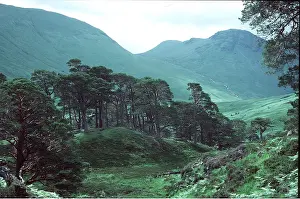 Scots: Scots / Caledonian PINE Forest