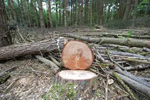 Corsican: Scots and Corsican Pine Trees - felled showing tree rings