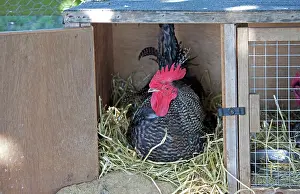 Coop: Scots Dumpy Cockerel - rare breed chicken