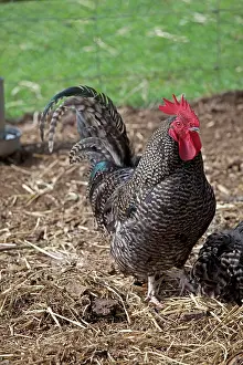 Dumpy: Scots Dumpy cockerel rare breed chicken