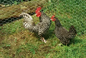 Pens: Scots Grey CHICKEN - pair in pen