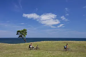 Bicycles: Scots / Norway Pine solitary tree near the sea