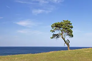 Stark: Scots / Norway Pine solitary tree near the sea