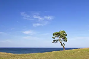 Stark: Scots / Norway Pine solitary tree near the sea