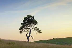 Stark: Scots / Norway Pine solitary tree near the sea
