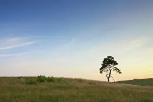 Stark: Scots / Norway Pine solitary tree near the sea