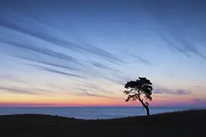 Stark: Scots / Norway Pine solitary tree near the sea
