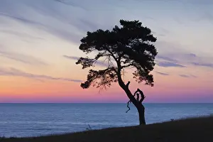 Stark: Scots / Norway Pine solitary tree near the sea