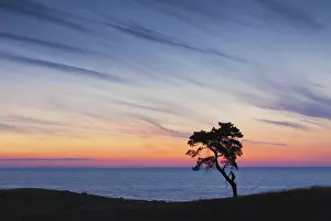 Stark: Scots / Norway Pine solitary tree near the sea