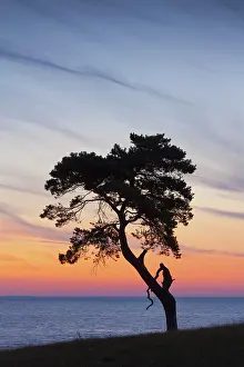 Stark: Scots / Norway Pine solitary tree near the sea