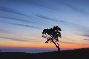 Stark: Scots / Norway Pine solitary tree near the sea