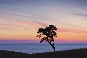Stark: Scots / Norway Pine solitary tree near the sea
