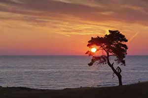 Stark: Scots / Norway Pine solitary tree near the sea