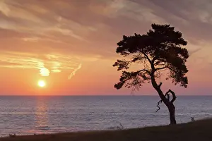 Stark: Scots / Norway Pine solitary tree near the sea