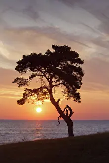 Stark: Scots / Norway Pine solitary tree near the sea