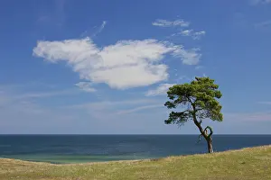 Scots: Scots / Norway Pine solitary tree near the sea