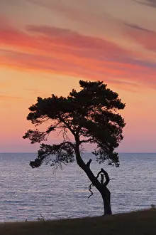 Scots: Scots / Norway Pine solitary tree near the sea