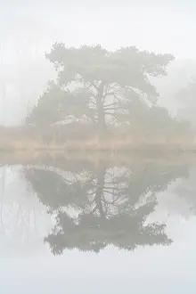 Vennen: Scots Pine