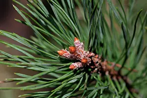 Scotch: Scots Pine