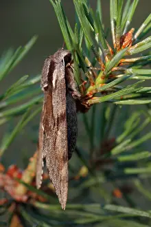 Hawkmoth: Scots Pine