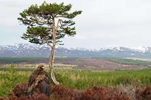 Scots: Scots Pine
