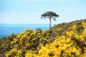 Scots: Scots Pine