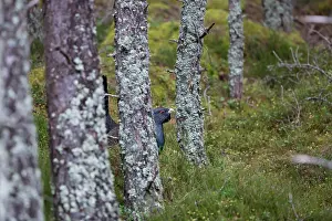 Scots: Scots Pine