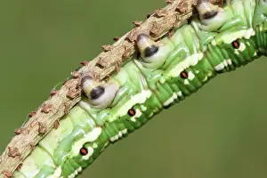 Scots: Scots Pine
