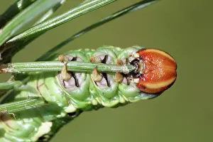 Scots: Scots Pine