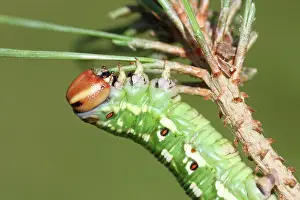 Scots: Scots Pine