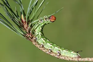 Scots: Scots Pine
