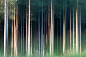 Scots: Scots Pine