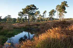 Scots: Scots Pine