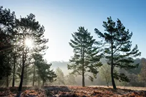 Scots: Scots Pine