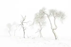 Scots: Scots Pine