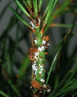 Needles: Scots pine adelges