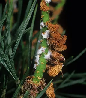 Needles: Scots pine adelges
