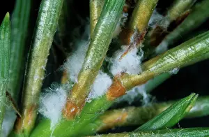 Adelgidae: Scots pine adelgids