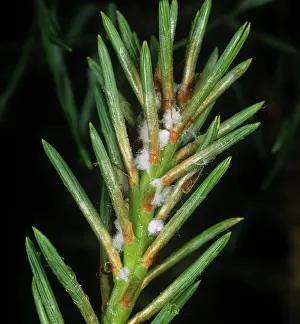 Needles: Scots pine adelgids