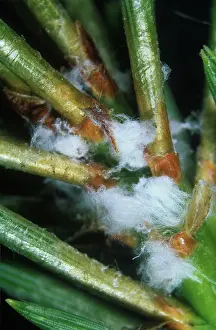 Needles: Scots pine adelgids