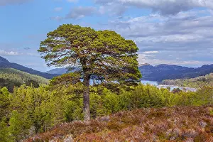 Affric: Scots Pine - big gnarled scots pine tree on top