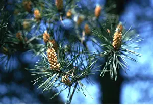 Ardea London: SCOTS PINE - close-up of flowers