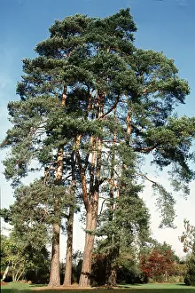 Ardea London: SCOTS PINE - group