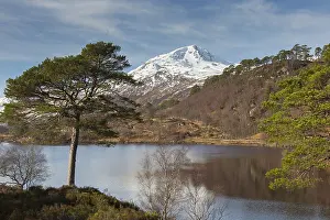 Affric: Scots pine - at Loch Affric - Highlands, Scotland