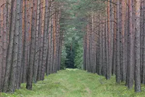 Scots: Scots Pine - monoculture - Germany