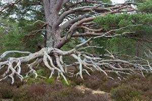 Scots: Scots Pine - old pine - Cairngorms, Great Britain