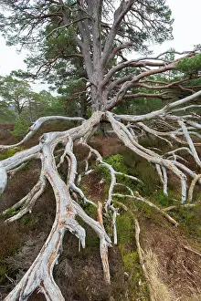 Scots: Scots Pine - old pine - Cairngorms, Great Britain