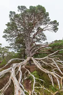 Scots: Scots Pine - old pine - Cairngorms, Great Britain