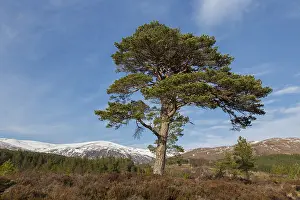 Affric: Scots Pine - old pine at Glen Affric - Scotland