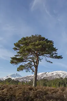 Scots: Scots Pine - old pine at Glen Affric - Scotland